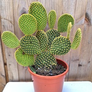 Opuntia microdasys large for tortoises at hever tortoise world
