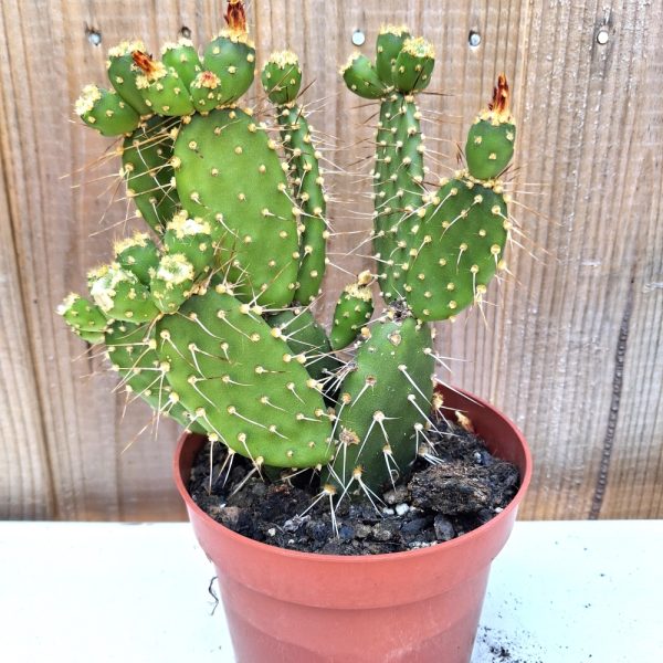 Opuntia quitensis for tortoises at hever tortoise world