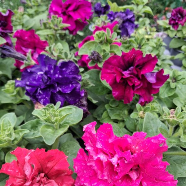 Petunia organically grown for tortoises 5 Petunia organically grown for tortoises at Hever Tortoise World online