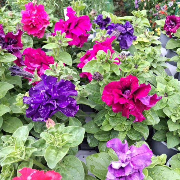 Petunia organically grown for tortoises at Hever Tortoise World