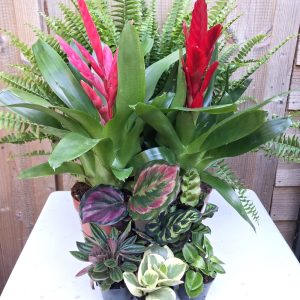 Plants for indoor tortoise enclosures at hever tortoise world
