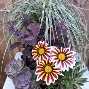 Savannah Live Plant Bundle 3 at hever tortoise world