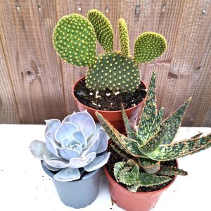 buy Succulent & Cactus Live Plant Collection for Indoor Tortoise Enclosures for tortoises