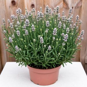 White Lavender for tortoise enclosures at Hever Tortoise World
