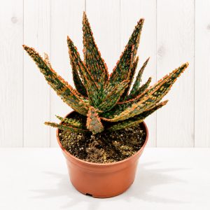 Aloe zebrina for tortoises at Hever Tortoise World