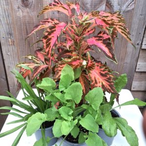 Coleus and Wild Herbs for Tortoises at Hever Tortoise World