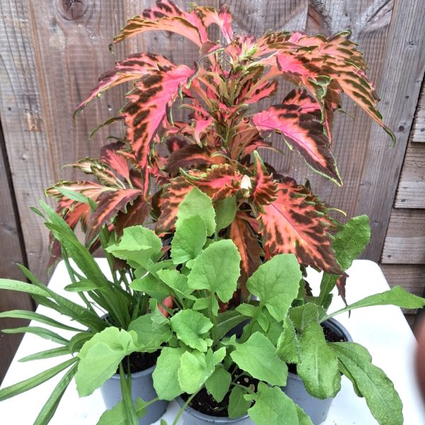 Coleus and Wild Herbs for Tortoises at Hever Tortoise World