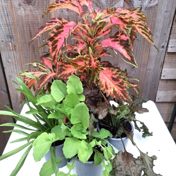 Coleus and Wild Herbs for Tortoises online at Hever Tortoise World