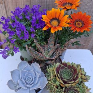 Flowers & Succulents for Tortoises at hever tortoise world