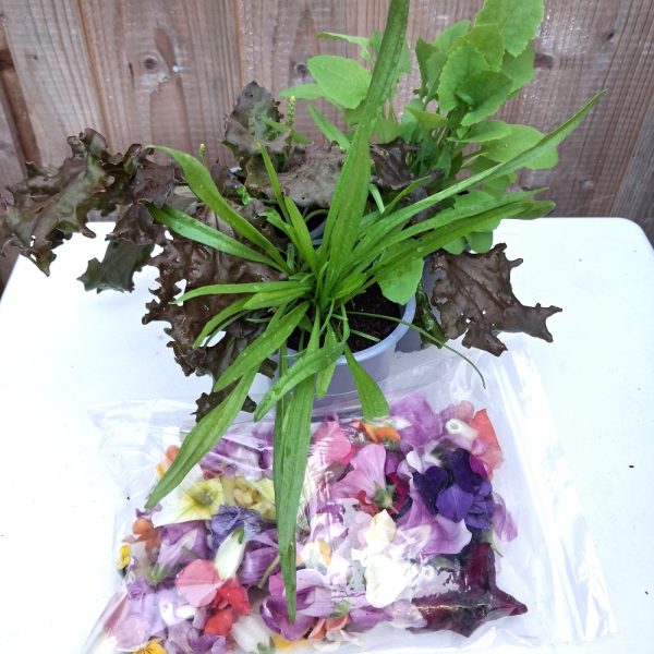 Flowers and Weeds for Tortoises weeds and flowers for tortoises at hever tortoise world online