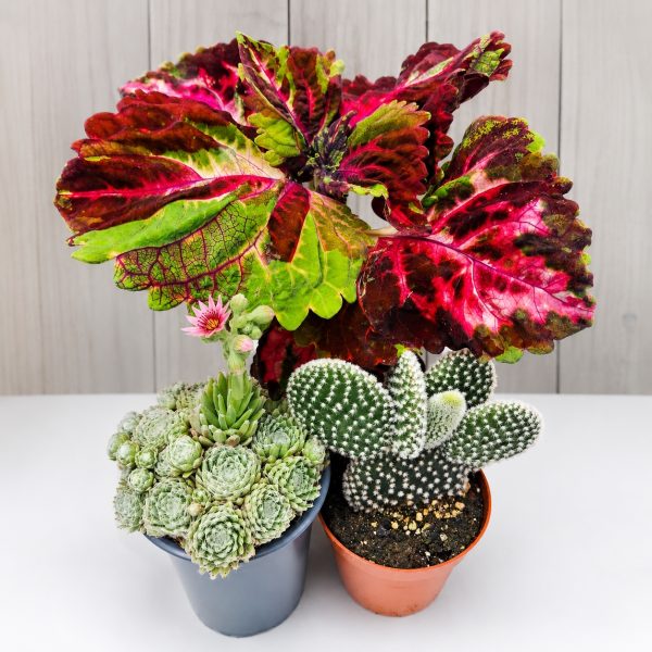 House Plant Bundle for Tortoises at Hever Tortoise World