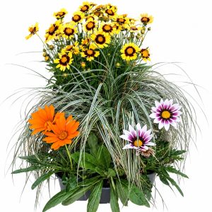 Sun Lovers live plant bundle for tortoises