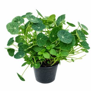 Nasturtium & Zinnia multiflower pot for tortoises at Hever Tortoise World