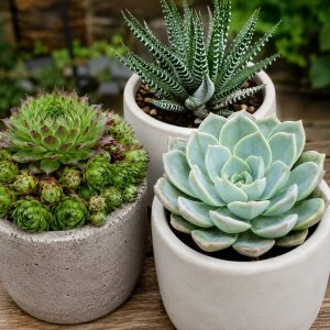 The Succulent Collection for Tortoises at Hever Tortoise World