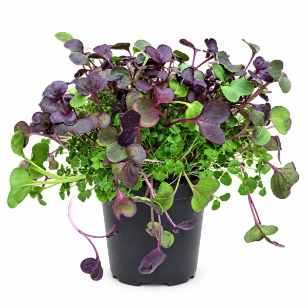 Organic Living Food Pots for Tortoises: Purple Radish, Chia & Crimson Clover at Hever Tortoise World
