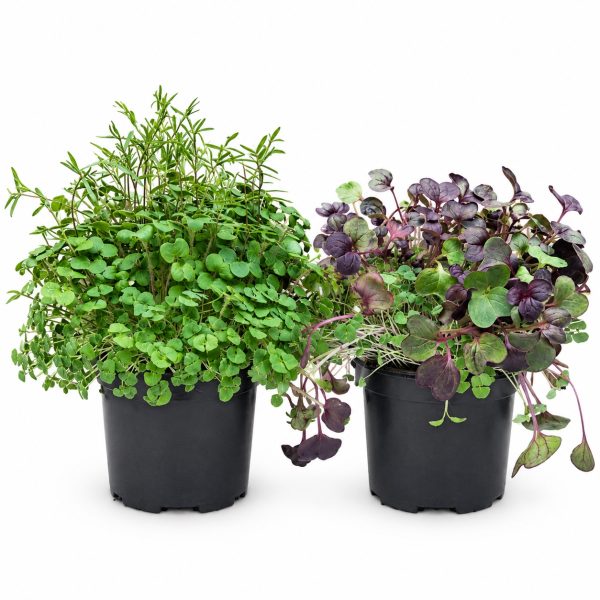Organic Living Food Pots for Tortoises Purple Radish, Chia & Crimson Clover and White Mustard, Common Vetch & Chia at Hever Tortoise World