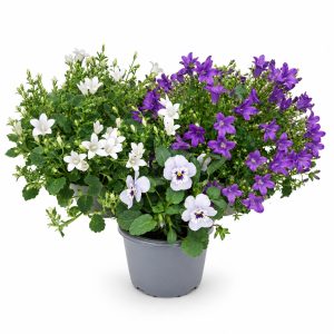 Campanula and Viola Plant Bundle for Tortoises at Hever Tortoise World