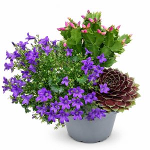 Create your Own 3 Live Plant Bundle for Indoor Tortoise Enclosures at Hever Tortoise World