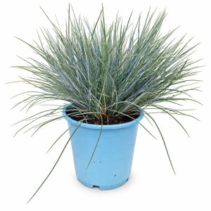Festuca glauca Elijah Blue for Tortoise Enclosures at Hever Tortoise World