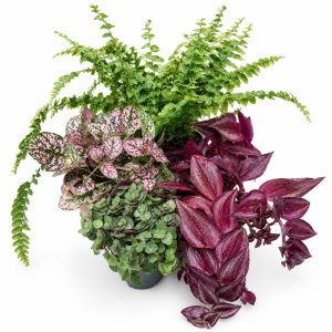Tradescantia, Boston Fern, Callisia Turtle & Hypoestes for Tortoises
