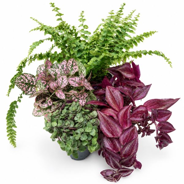Tradescantia, Boston Fern, Callisia Turtle & Hypoestes for Tortoises