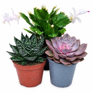 Christmas Cactus, Aloe & Echeveria