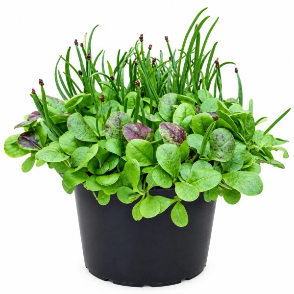 Organic Chicory Rossa Di Treviso, Ribwort Plantain & Salad Burnet Organic Living Food Pot Fresh Tortoise Food