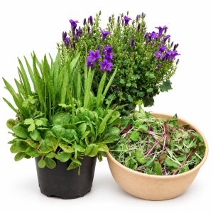 Organic Living Food Pot, Super Greens & Campanula Tortoise Food Bundle at Hever Tortoise World