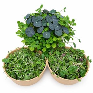 Organic Living Food Pot, Super Greens & Meadow Tortoise Food Bundle at Hever Tortoise World