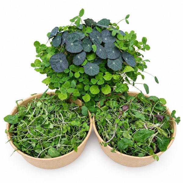 Organic Living Food Pot, Super Greens & Meadow Tortoise Food Organic Living Food Pot, Super Greens & Meadow Tortoise Food Bundle at Hever Tortoise World