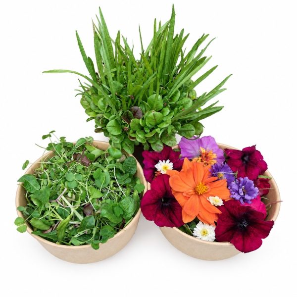 Organic Living Food Pot, Super Greens & Delight Tortoise Food Bundle at Hever Tortoise World