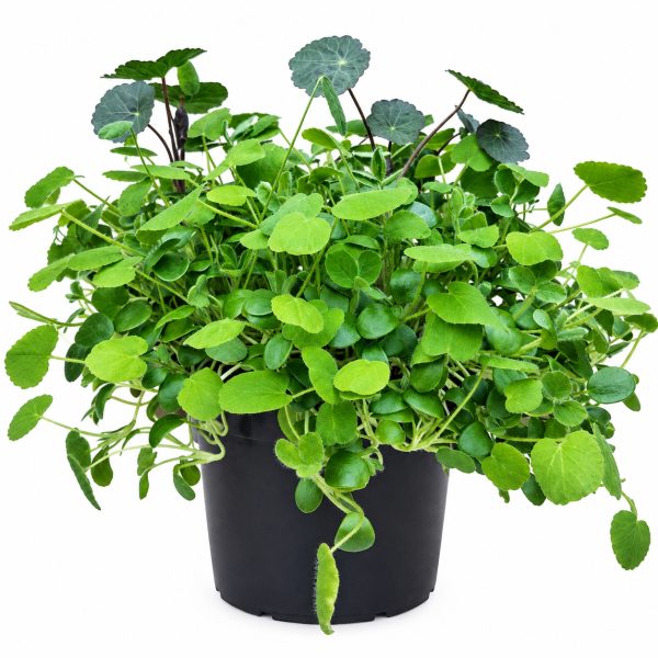 Organic Nasturtium, Red Clover & Sainfoin Organic Living Food Pot Fresh Tortoise Food