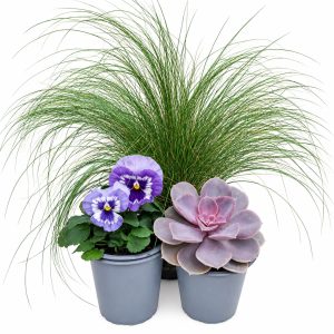 Stipa tenuissima Pony Tails, Pansy or Viola & Echeveria Plant Bundle for Indoor Tortoise Enclosures at Hever Tortoise World